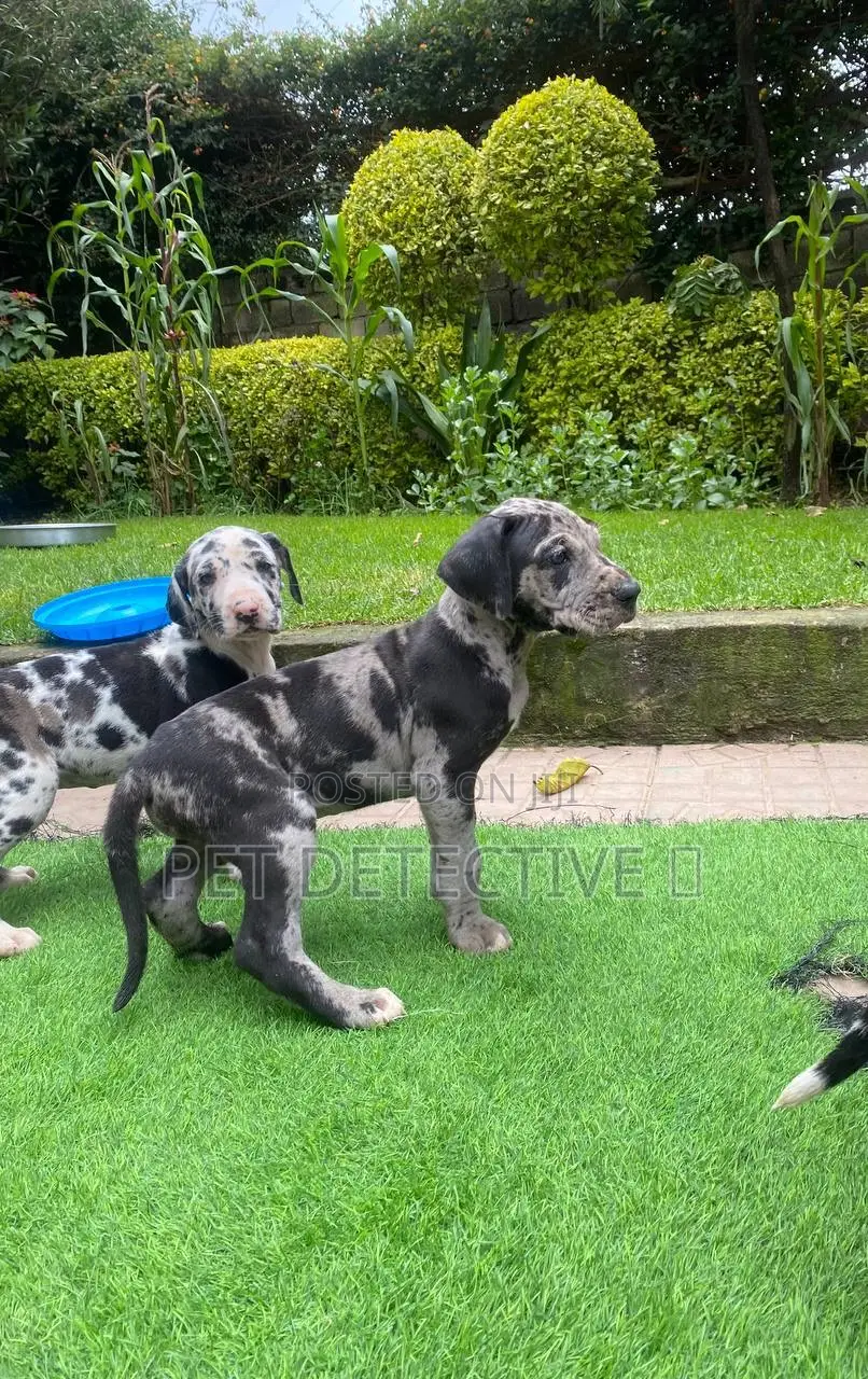 1-3 months Male Purebred Great Dane