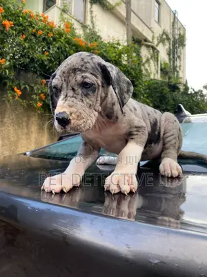 Photo - 1-3 months Male Purebred Great Dane