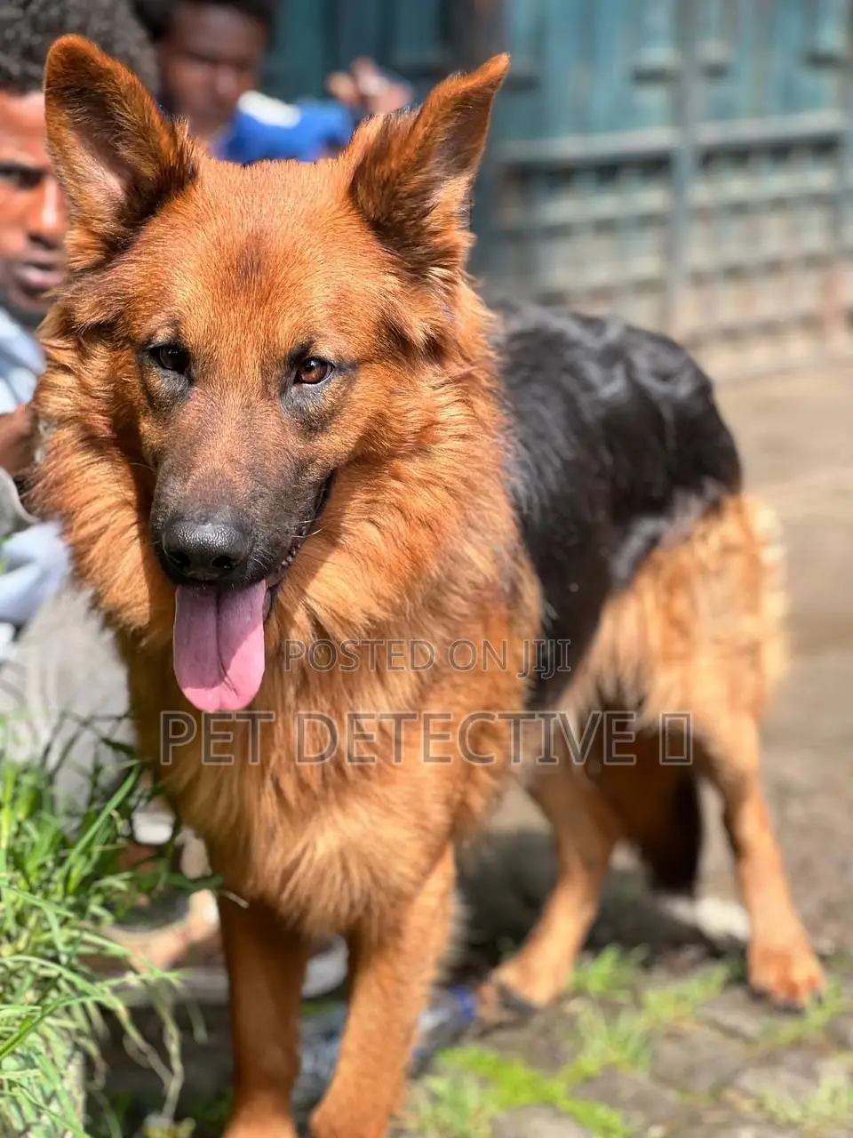 6-12 months Female Purebred German Shepherd
