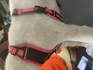 Non Pull Out Door Dog Harness