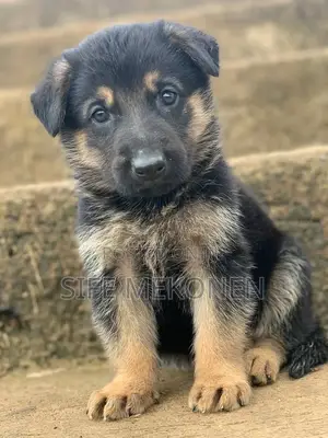 Photo - 1-3 months Male Purebred German Shepherd