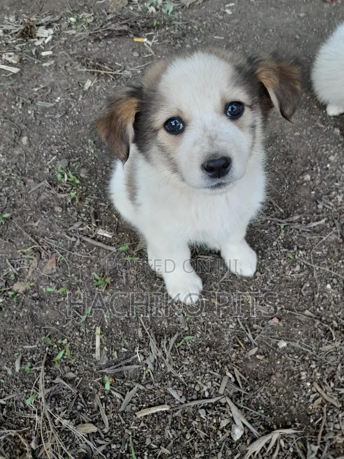 1-3 months Male Mixed Breed Maltese