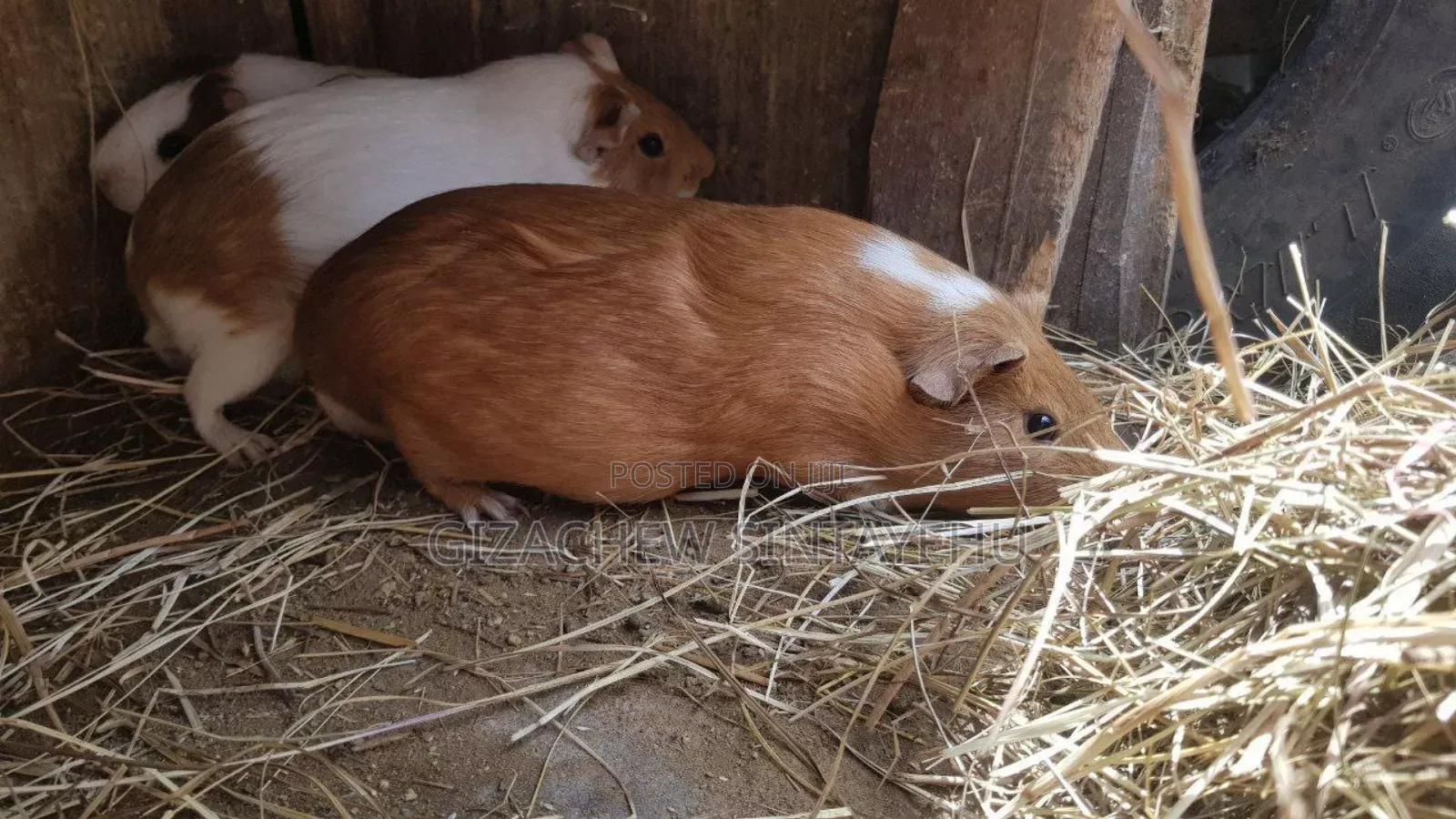 Guniea Pig