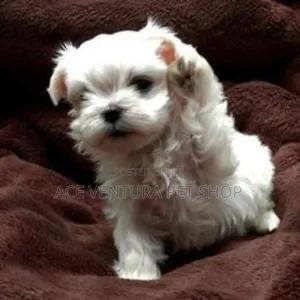 Photo - 1-3 months Male Purebred Maltese