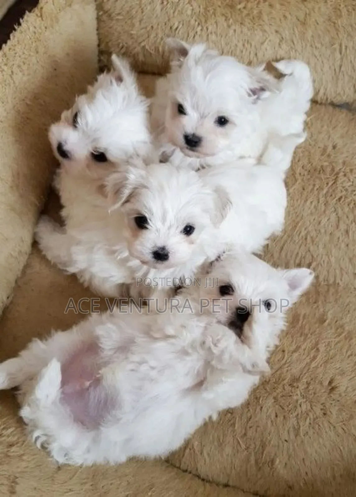 1-3 months Male Purebred Maltese