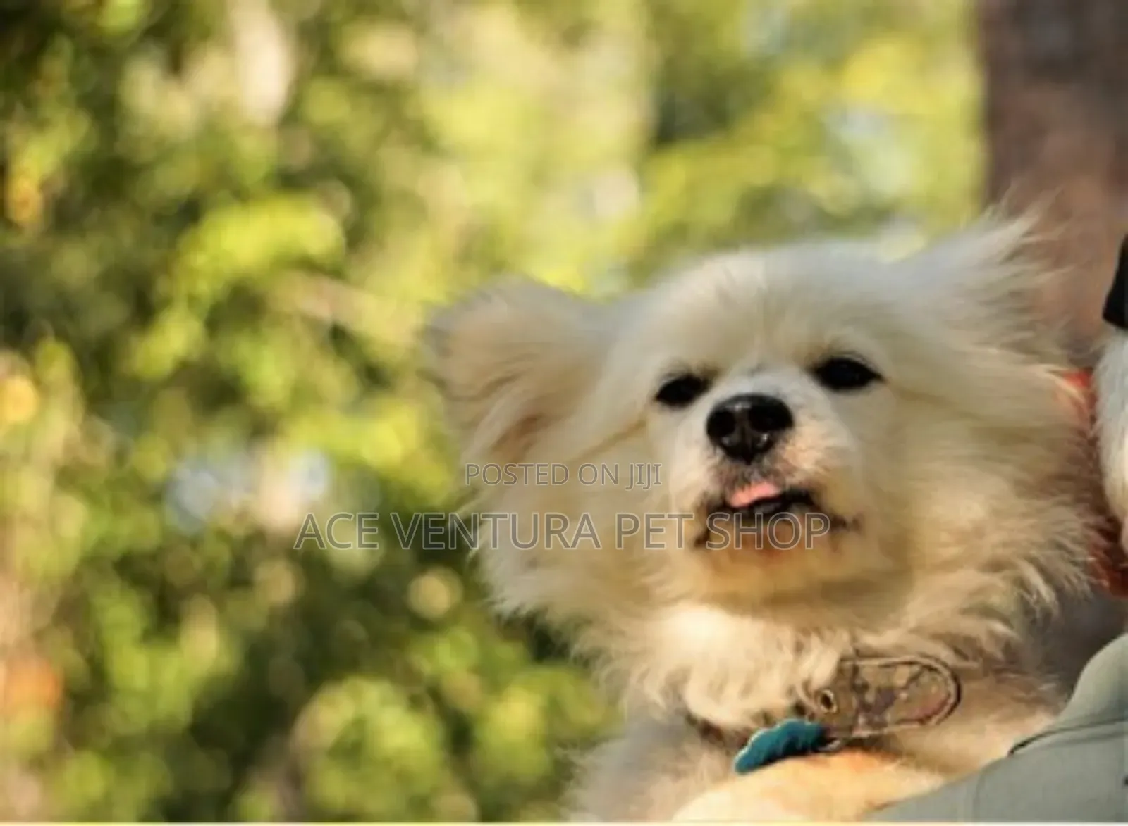 1-3 months Male Purebred Maltese