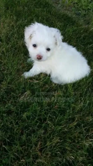 Photo - 1-3 months Male Purebred Maltese