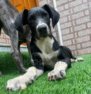 Photo - 3-6 months Male Purebred Great Dane
