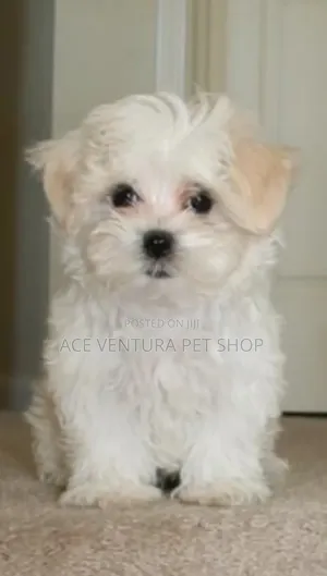 Photo - 1-3 months Male Purebred Maltese