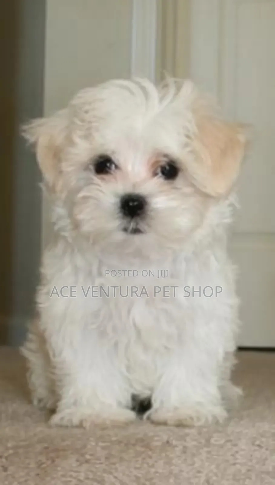 1-3 months Male Purebred Maltese