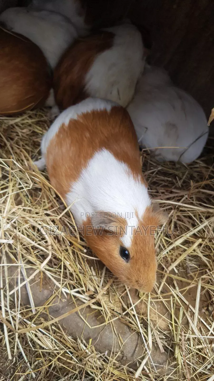 Guniea ጊኒ ፒግ