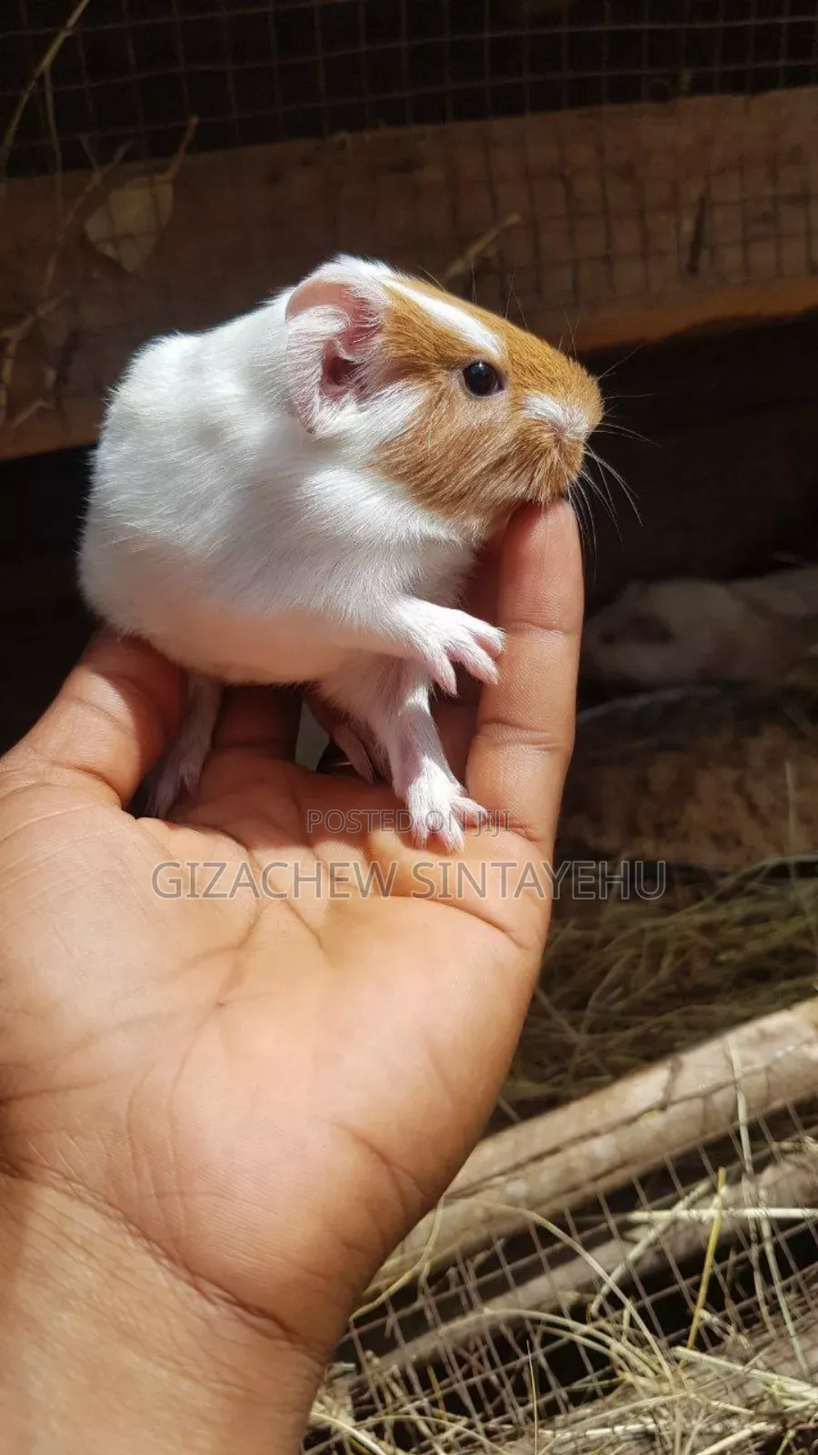 Guniea ጊኒ ፒግ