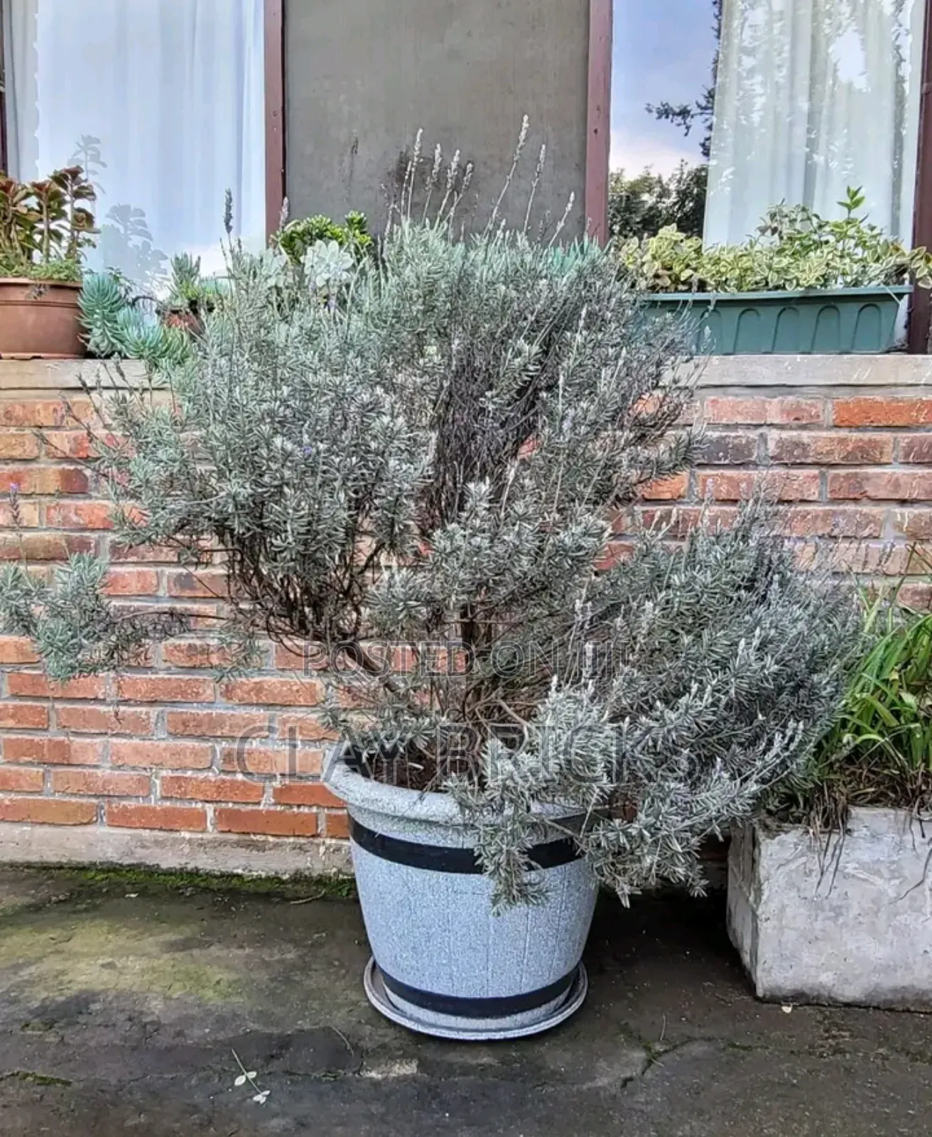 ሸክላ ጡብ Sheklatub