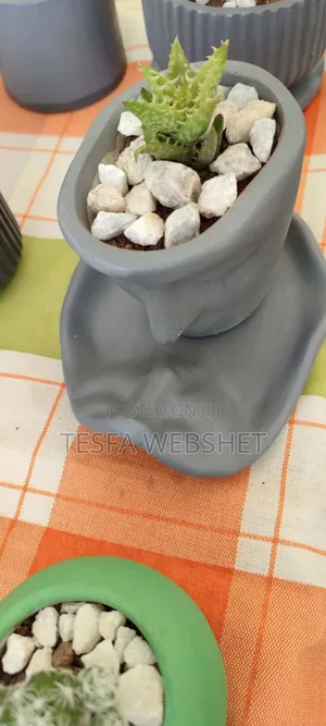 Photo - Plants and Pots