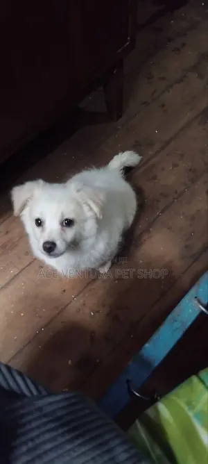 Photo - 1-3 months Male Purebred Maltese