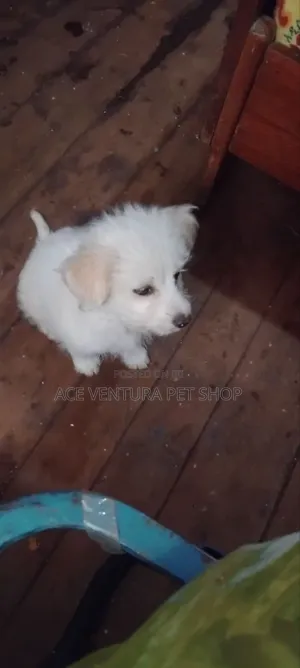 Photo - 1-3 months Male Purebred Maltese