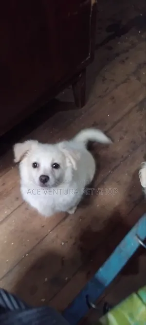 1-3 months Male Purebred Maltese