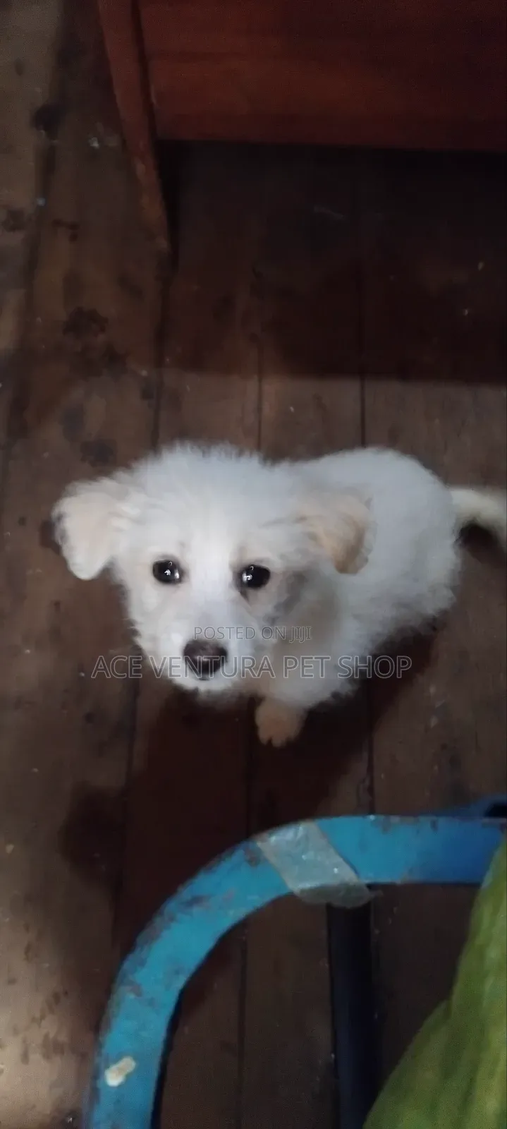 1-3 months Male Purebred Maltese