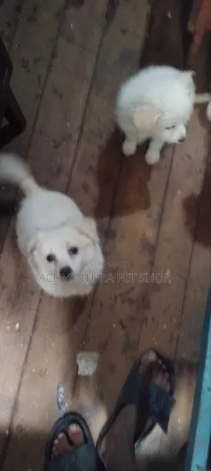 1-3 months Male Purebred Maltese