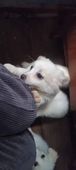 1-3 months Male Purebred Maltese