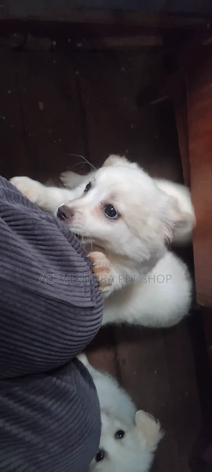 1-3 months Male Purebred Maltese