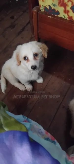 Photo - 1-3 months Male Purebred Maltese