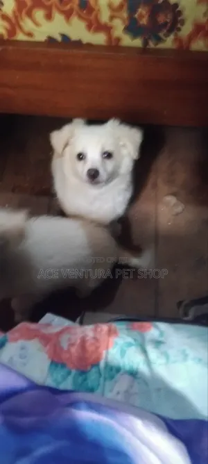 1-3 months Male Purebred Maltese