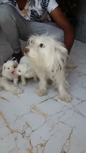 Photo - 1-3 months Male Purebred Maltese