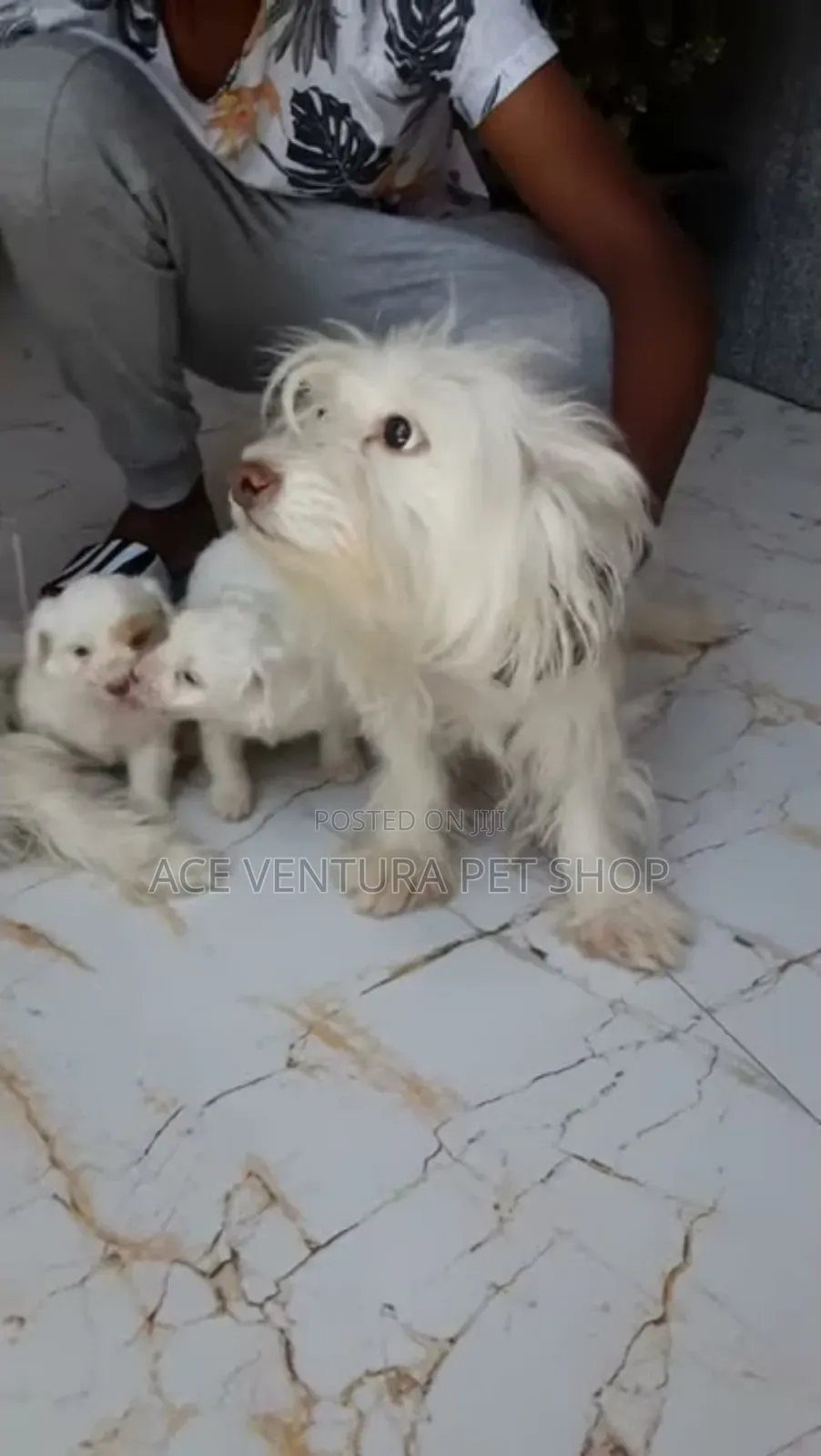 1-3 months Male Purebred Maltese