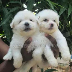 Photo - 1-3 months Male Purebred Maltese