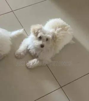 Photo - 1-3 months Male Purebred Maltese