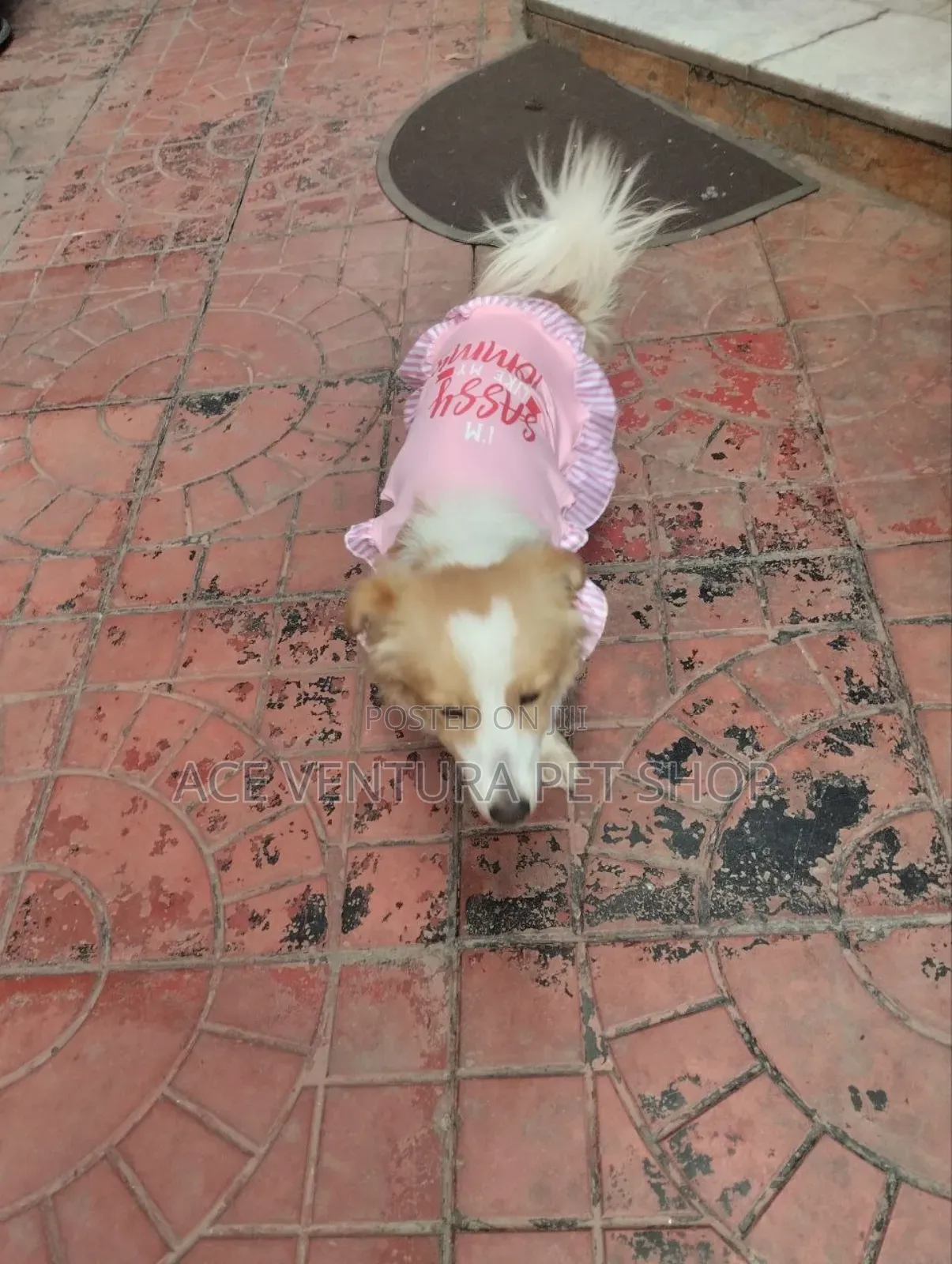 1-3 months Male Purebred Maltese