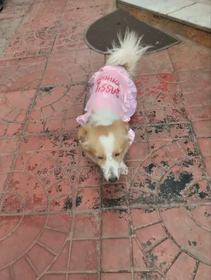 Photo - 1-3 months Male Purebred Maltese