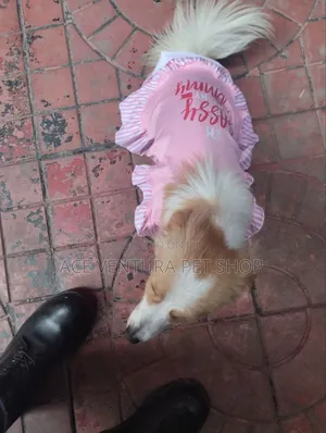 1-3 months Male Purebred Maltese