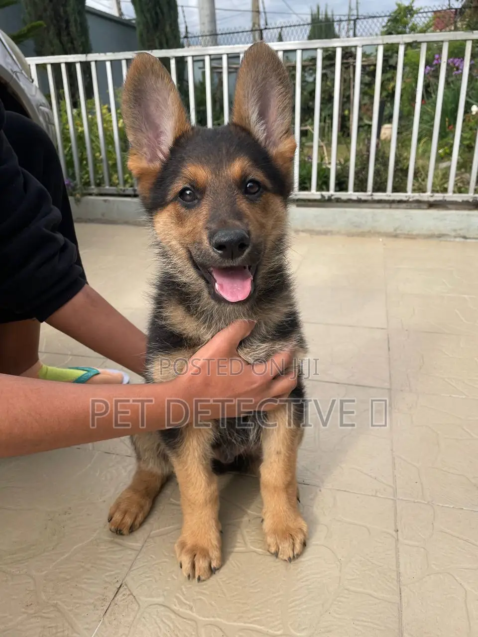 1-3 months Male Purebred German Shepherd