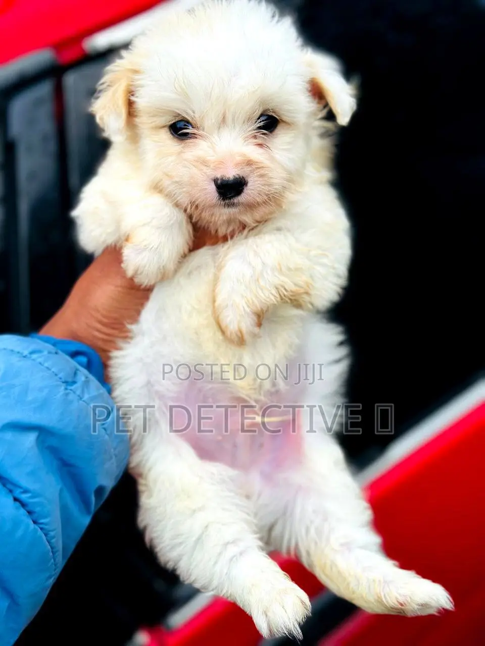 1-3 months Male Purebred Maltese