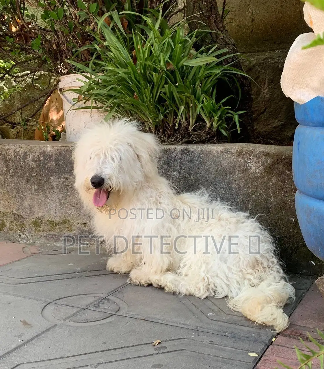 1-3 months Male Purebred Maltese