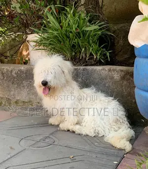 1-3 months Male Purebred Maltese