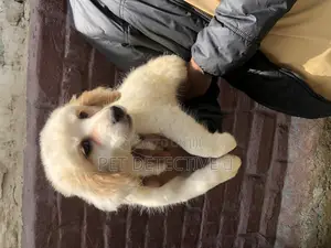 Photo - 1-3 months Male Purebred Maltese