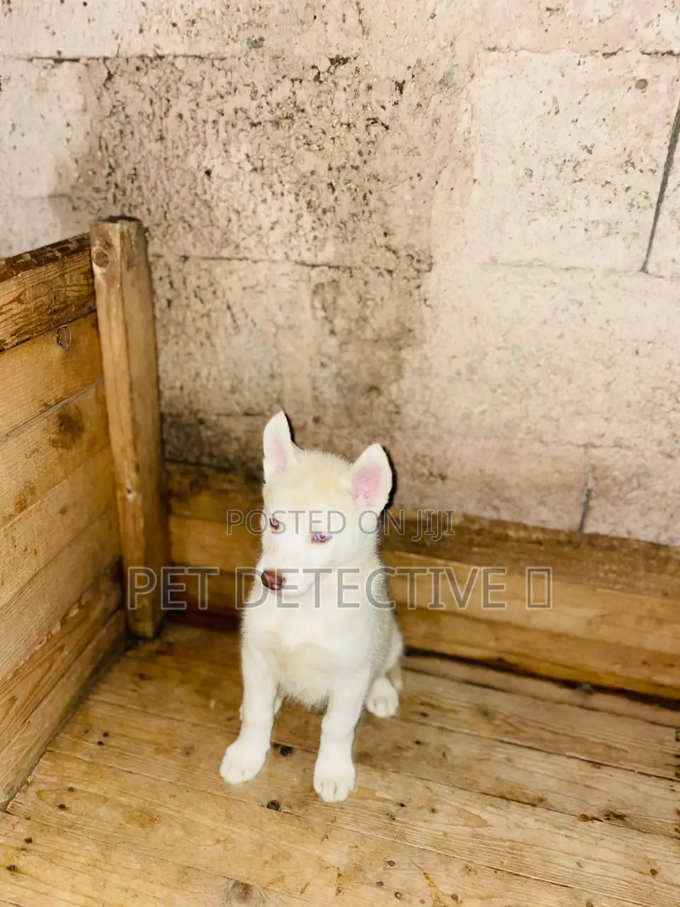 1-3 months Male Purebred Siberian Husky