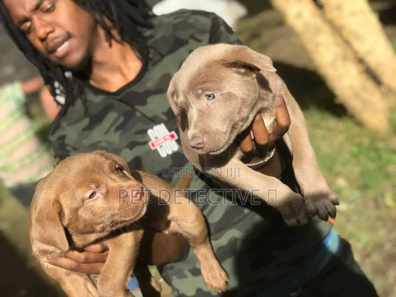 1-3 months Male Purebred Bullmastiff