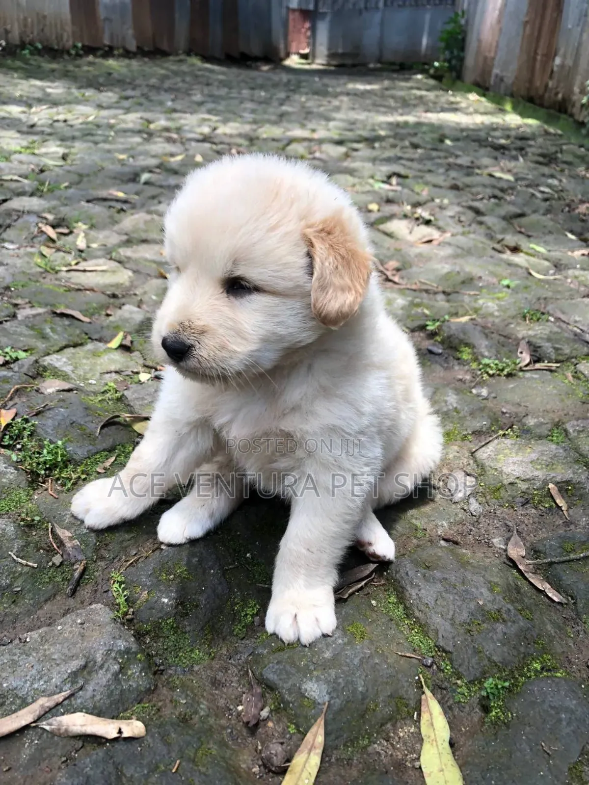 1-3 months Male Purebred Maltese