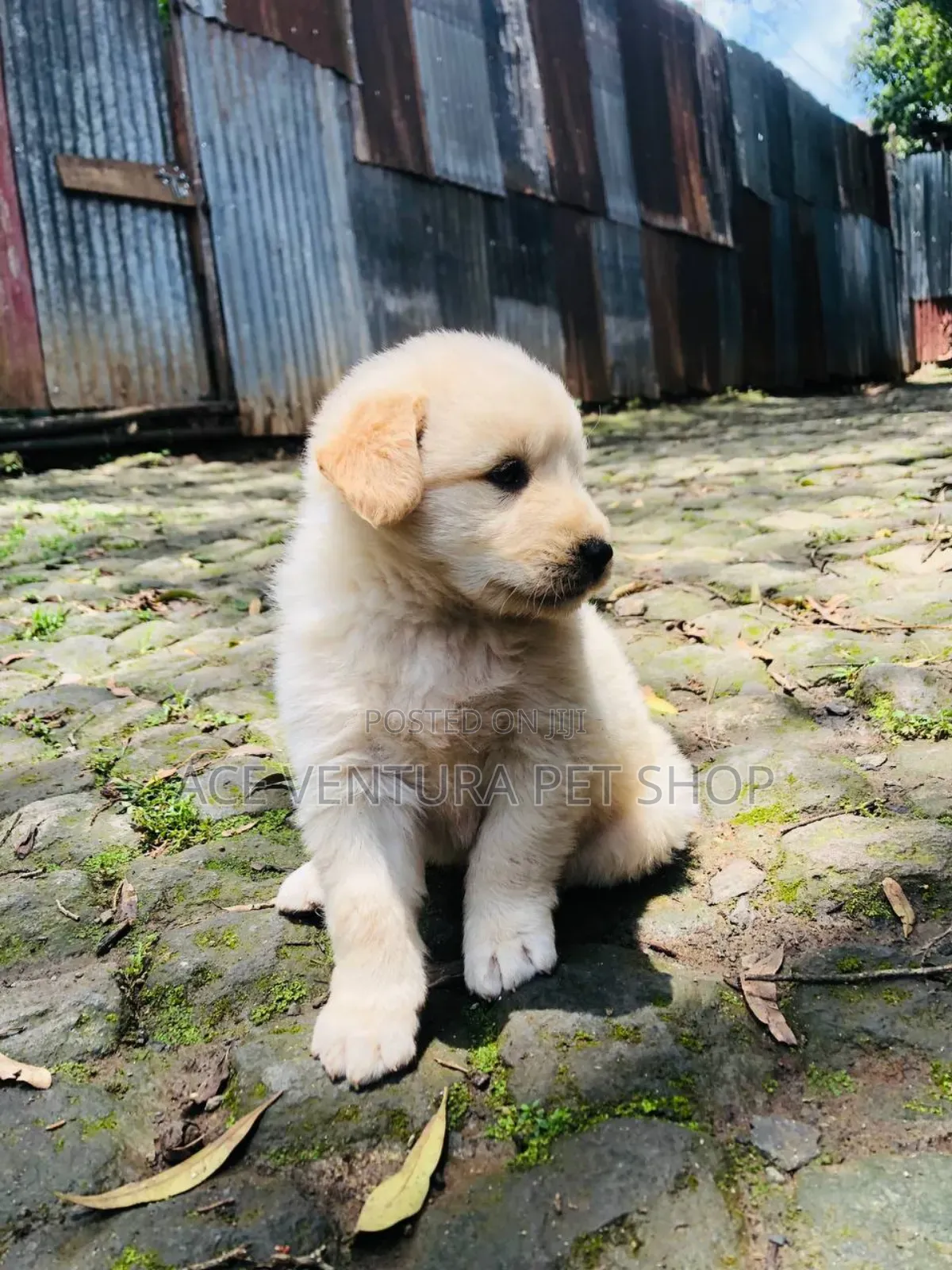 1-3 months Male Purebred Maltese