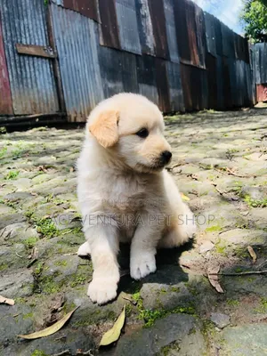 1-3 months Male Purebred Maltese
