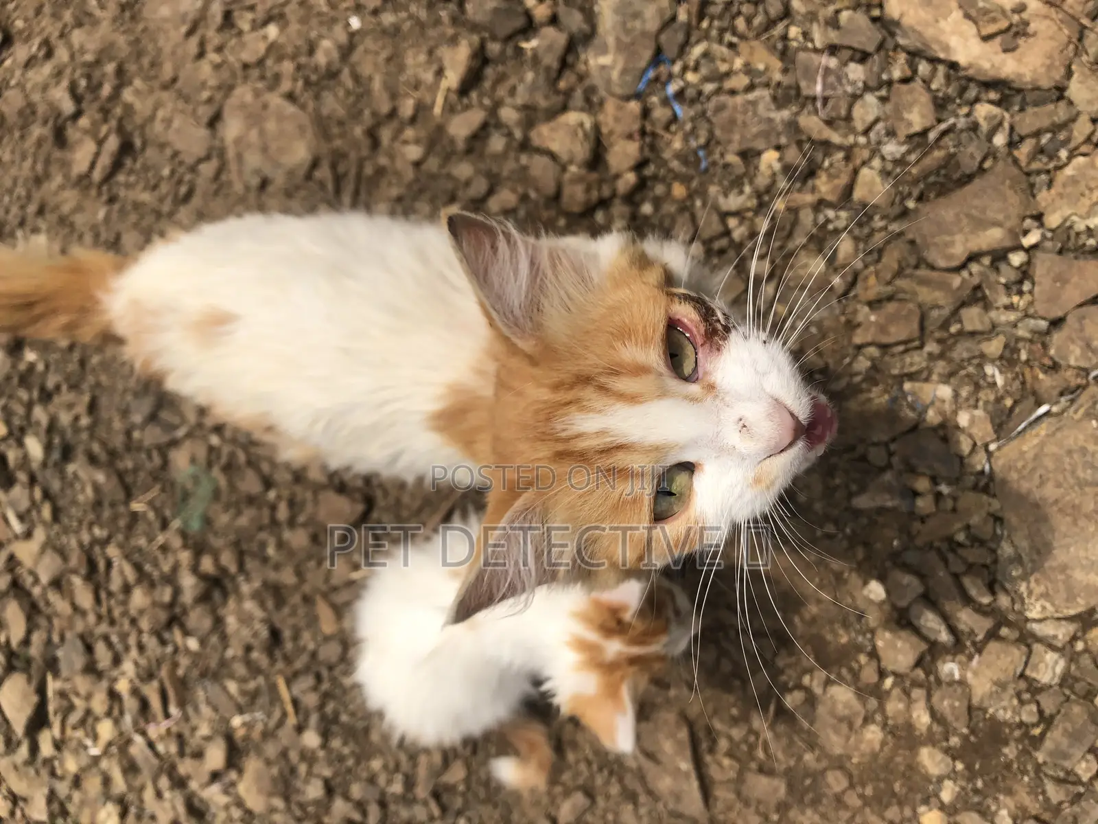 1-3 months Male Purebred American Shorthair