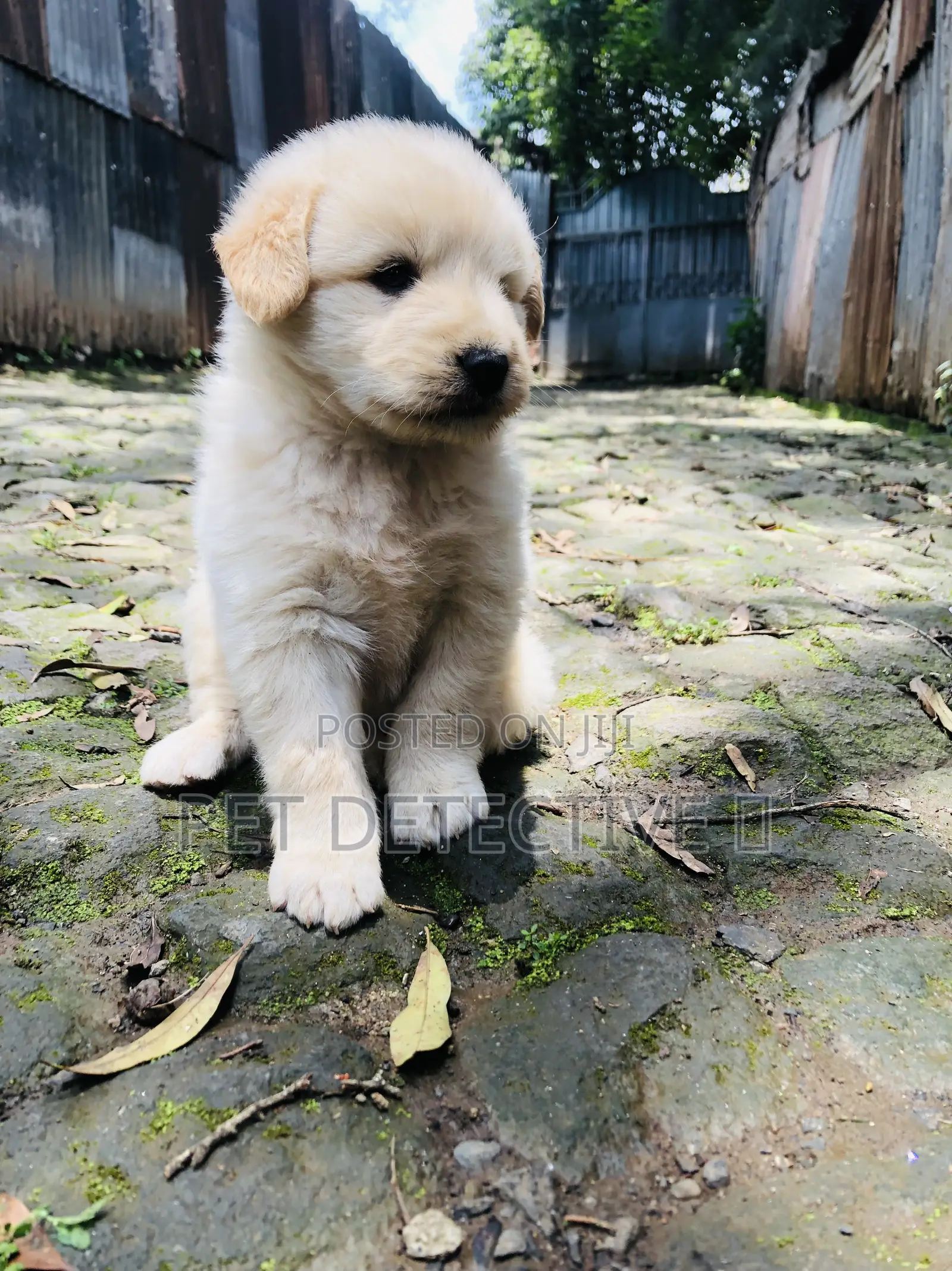 1-3 months Male Purebred Maltese