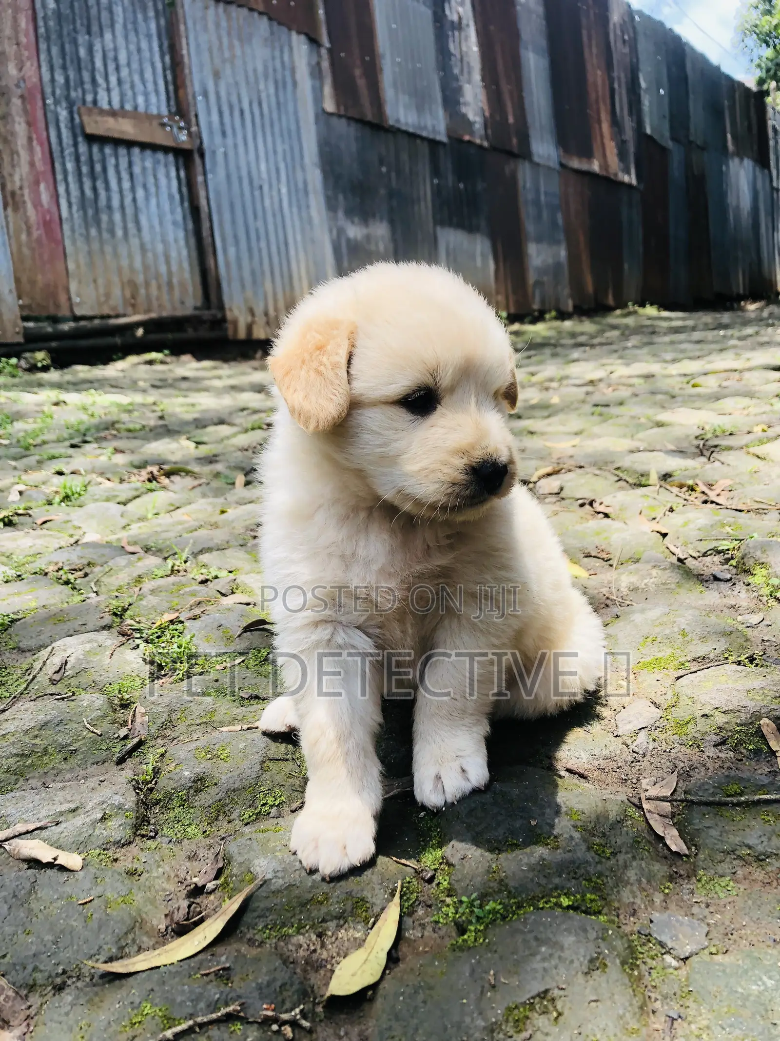 1-3 months Male Purebred Maltese