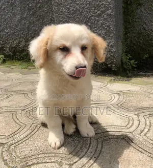 1-3 months Male Purebred Maltese