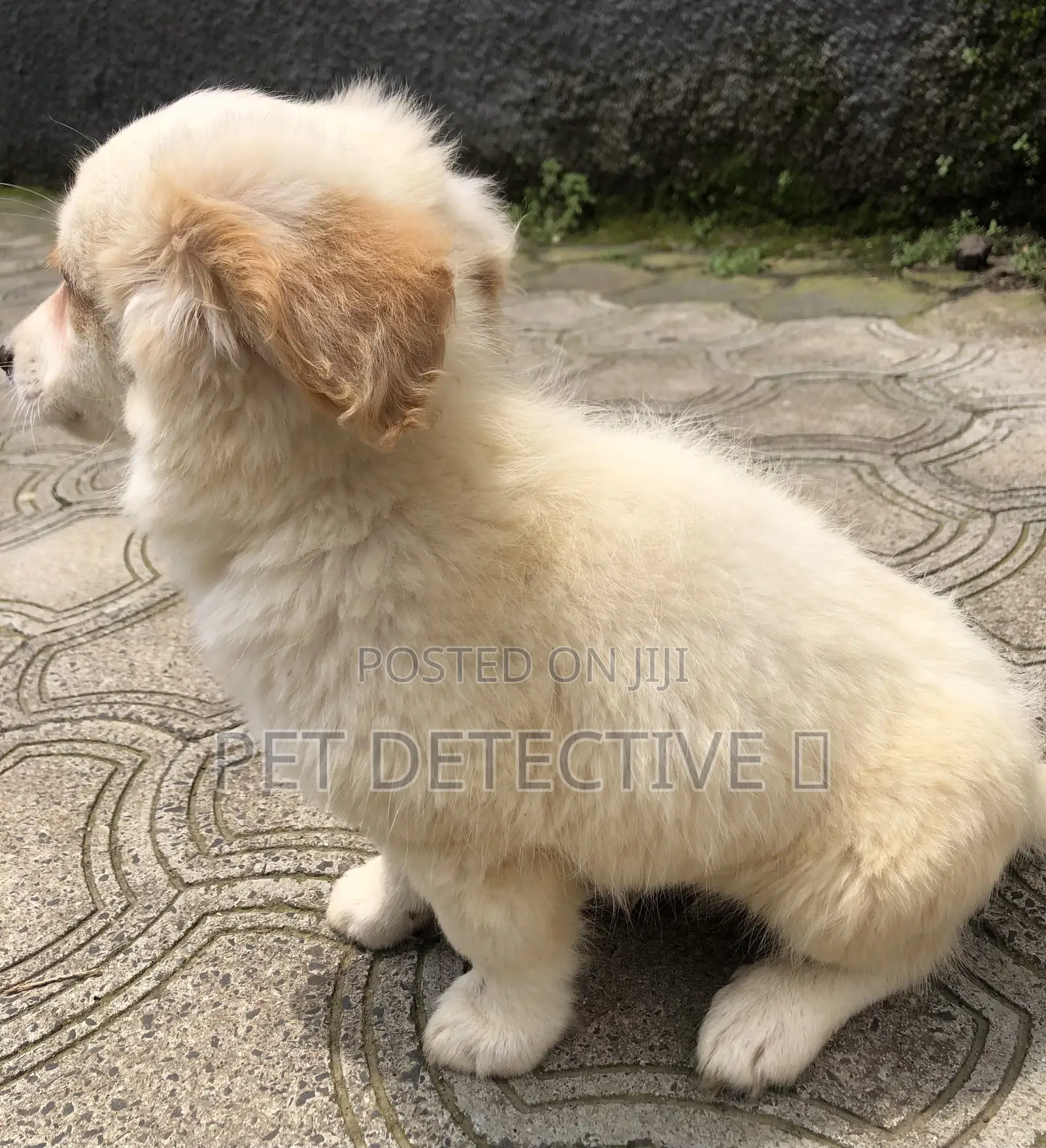 1-3 months Male Purebred Maltese