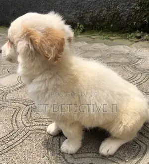 1-3 months Male Purebred Maltese